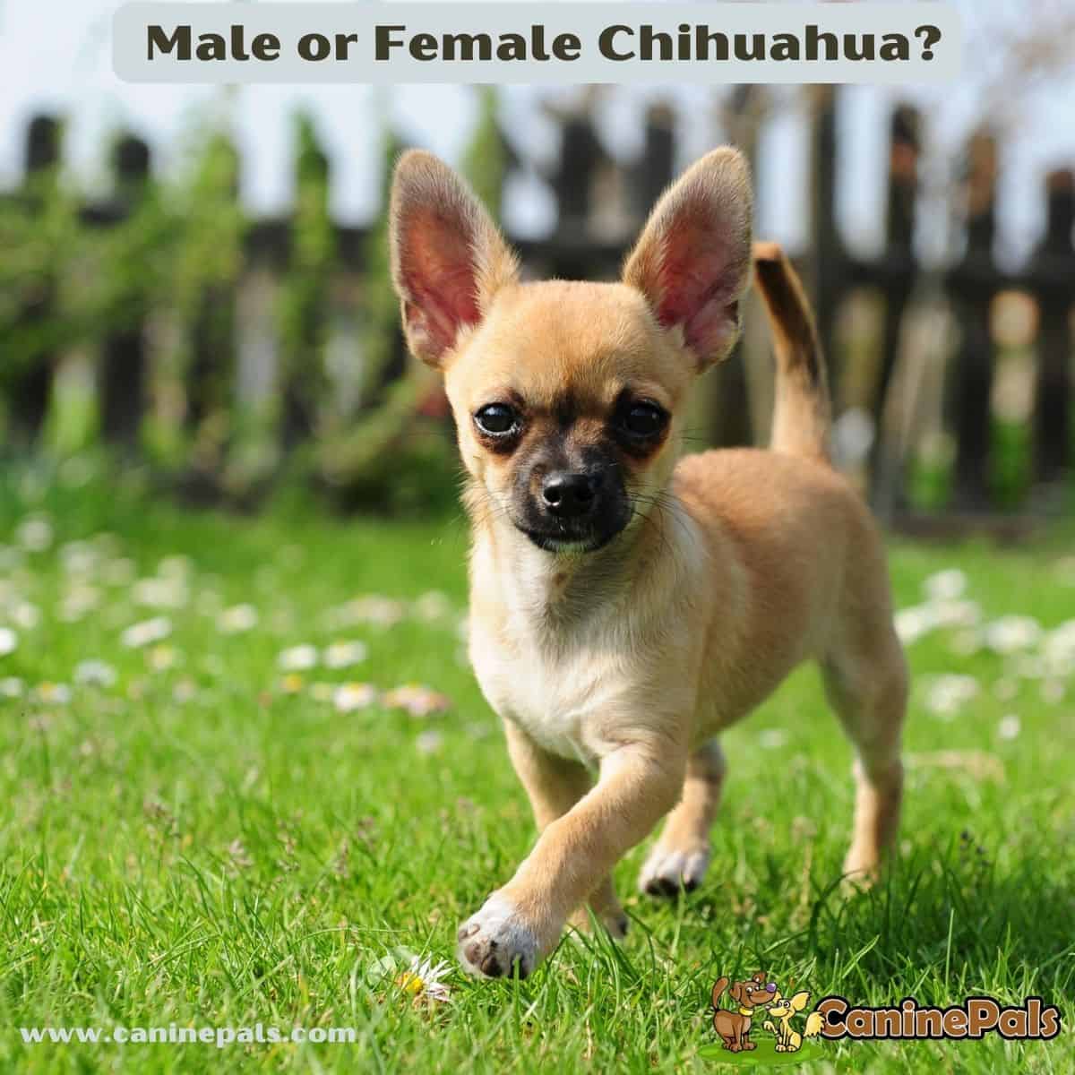 Male or Female Chihuahua