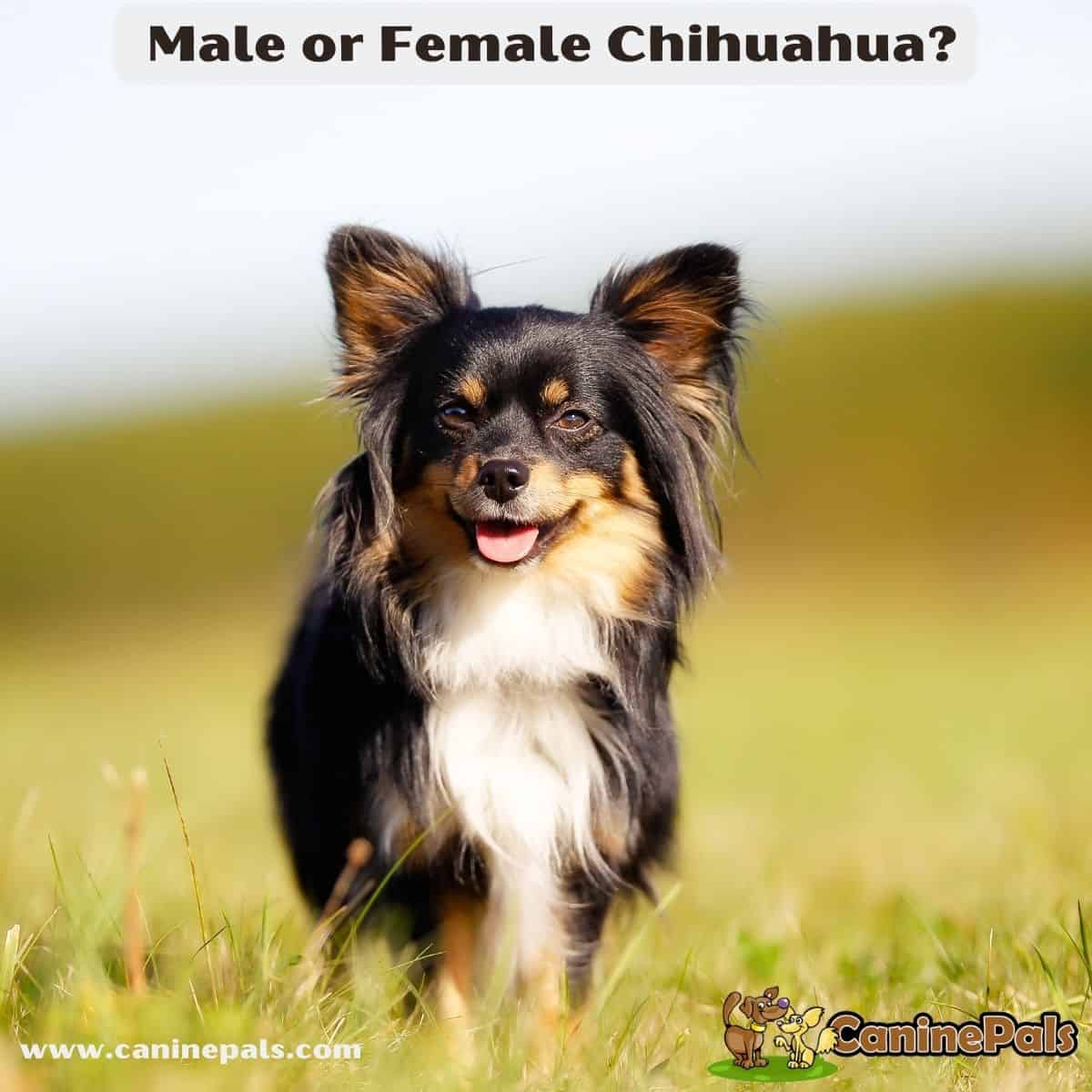 Male or Female Chihuahua