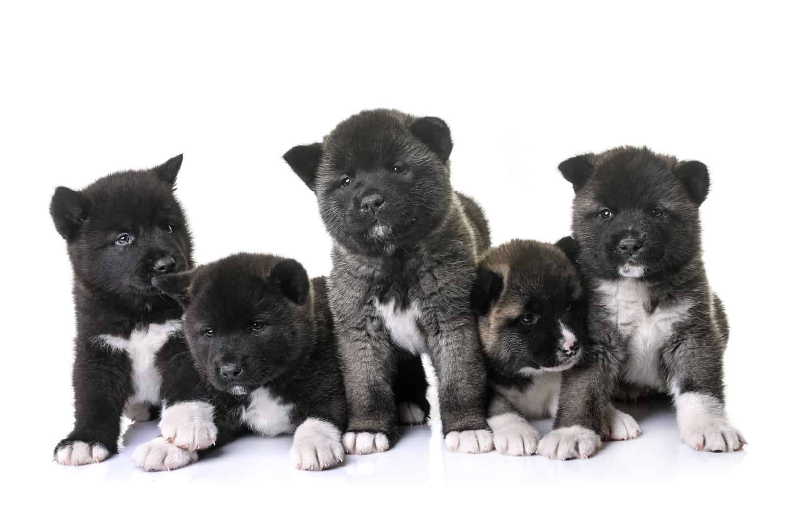 Akita Puppies