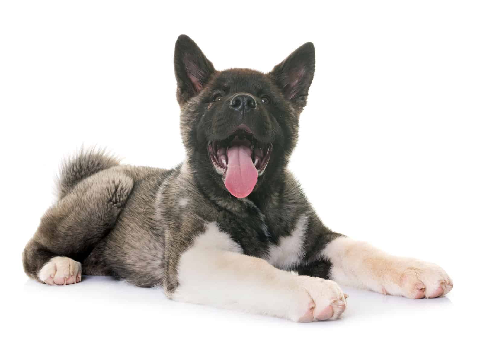 Akita Puppy