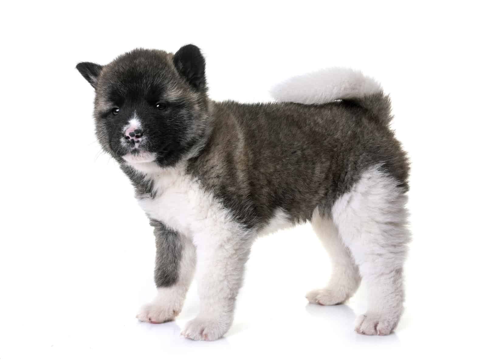 Akita Puppy