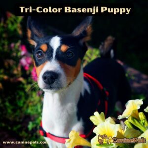 Tri Color Basenji Puppy