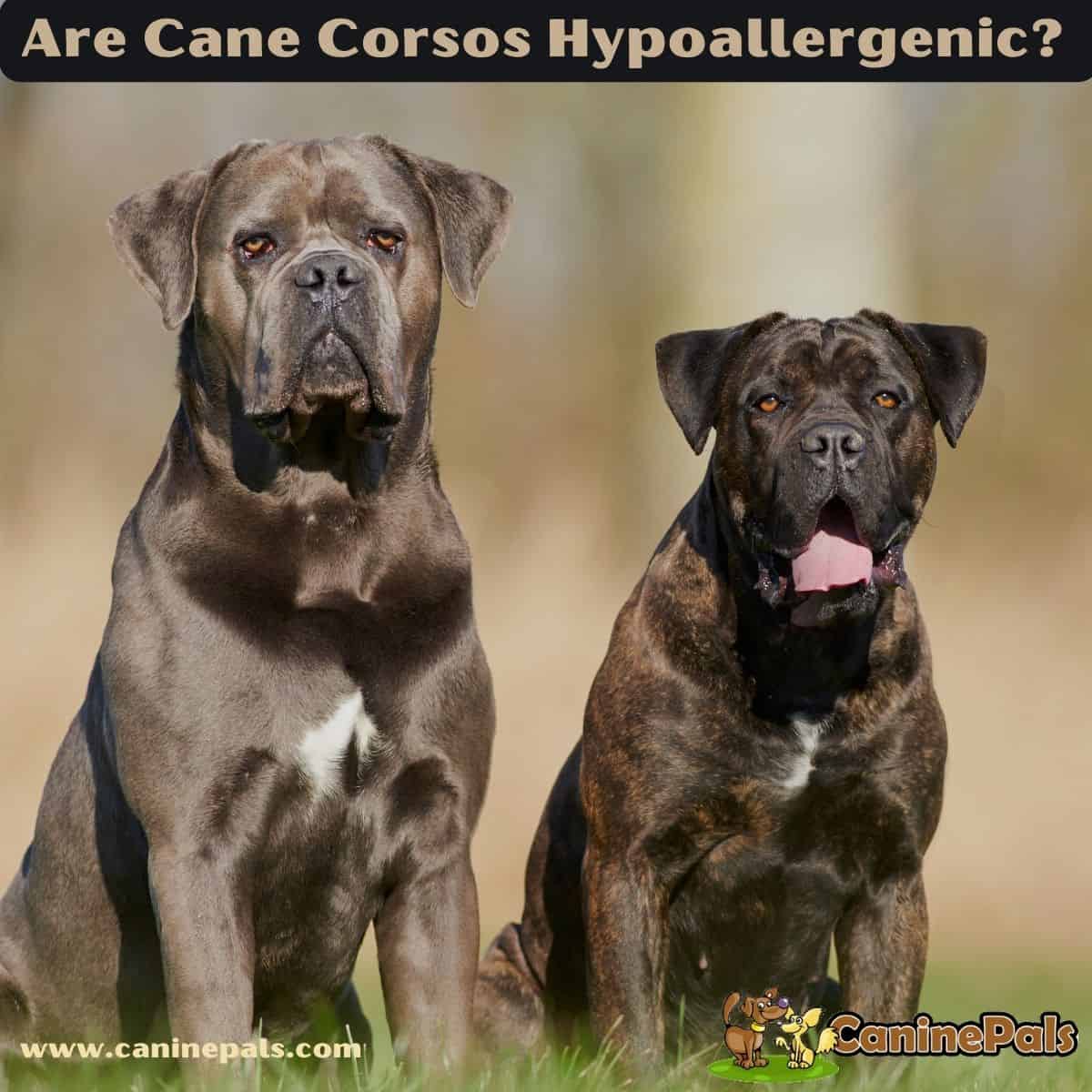 Cane corso shop food allergies