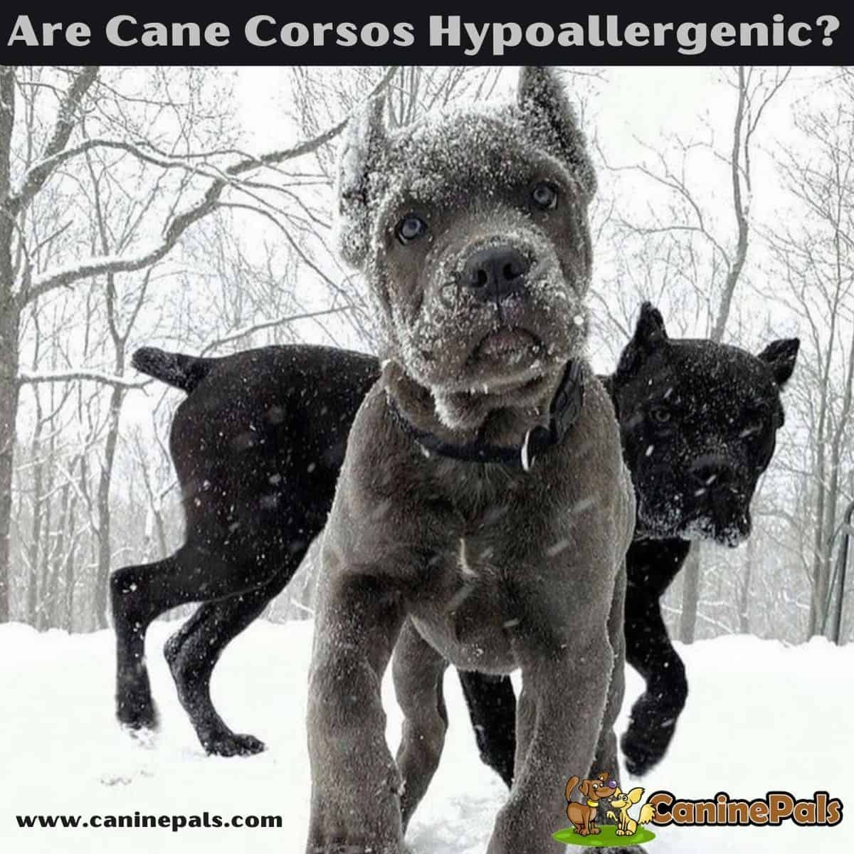 Are Cane Corsos Hypoallergenic?