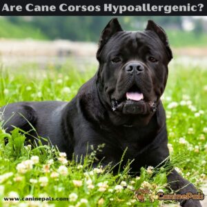 Are Cane Corsos Hypoallergenic?