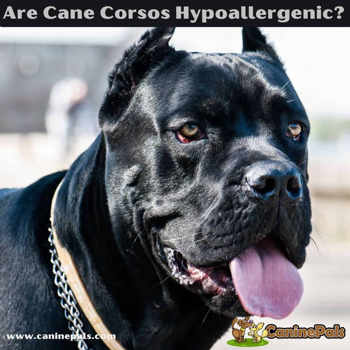 Are Cane Corsos Hypoallergenic?