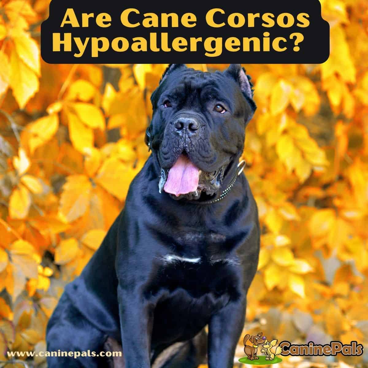 Are Cane Corsos Hypoallergenic?