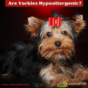 Are Yorkies Hypoallergenic: Learn the True Facts