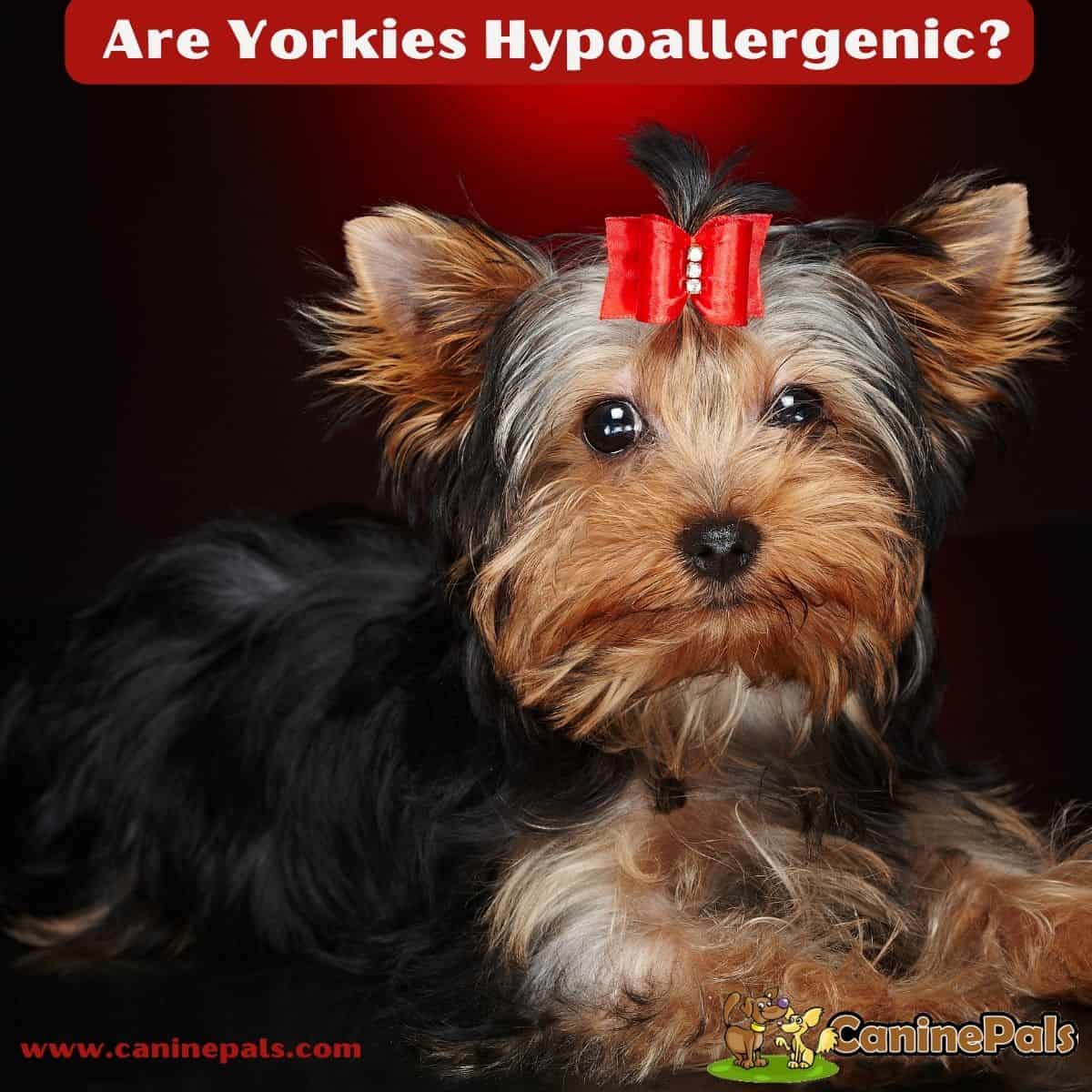 Are Yorkies Hypoallergenic?