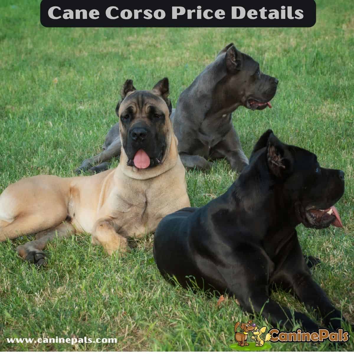 Cane Corso Price Details