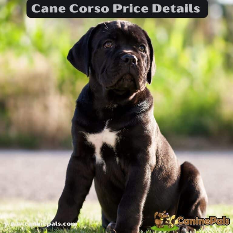 Complete Cane Corso Price Details Canine Pals