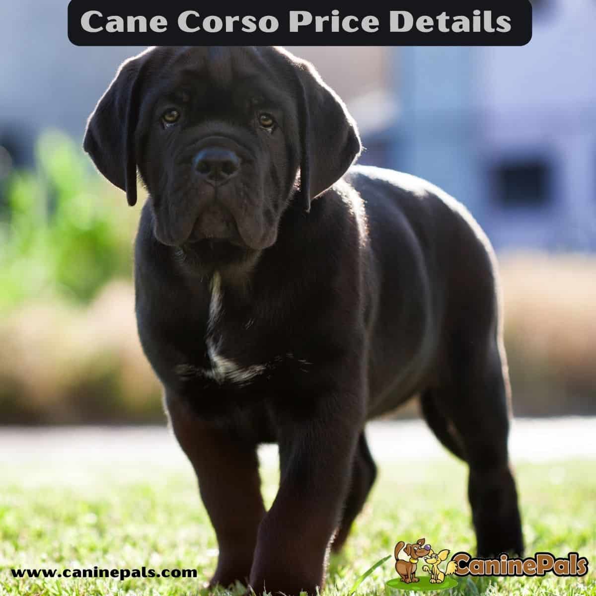 Cane Corso Puppy