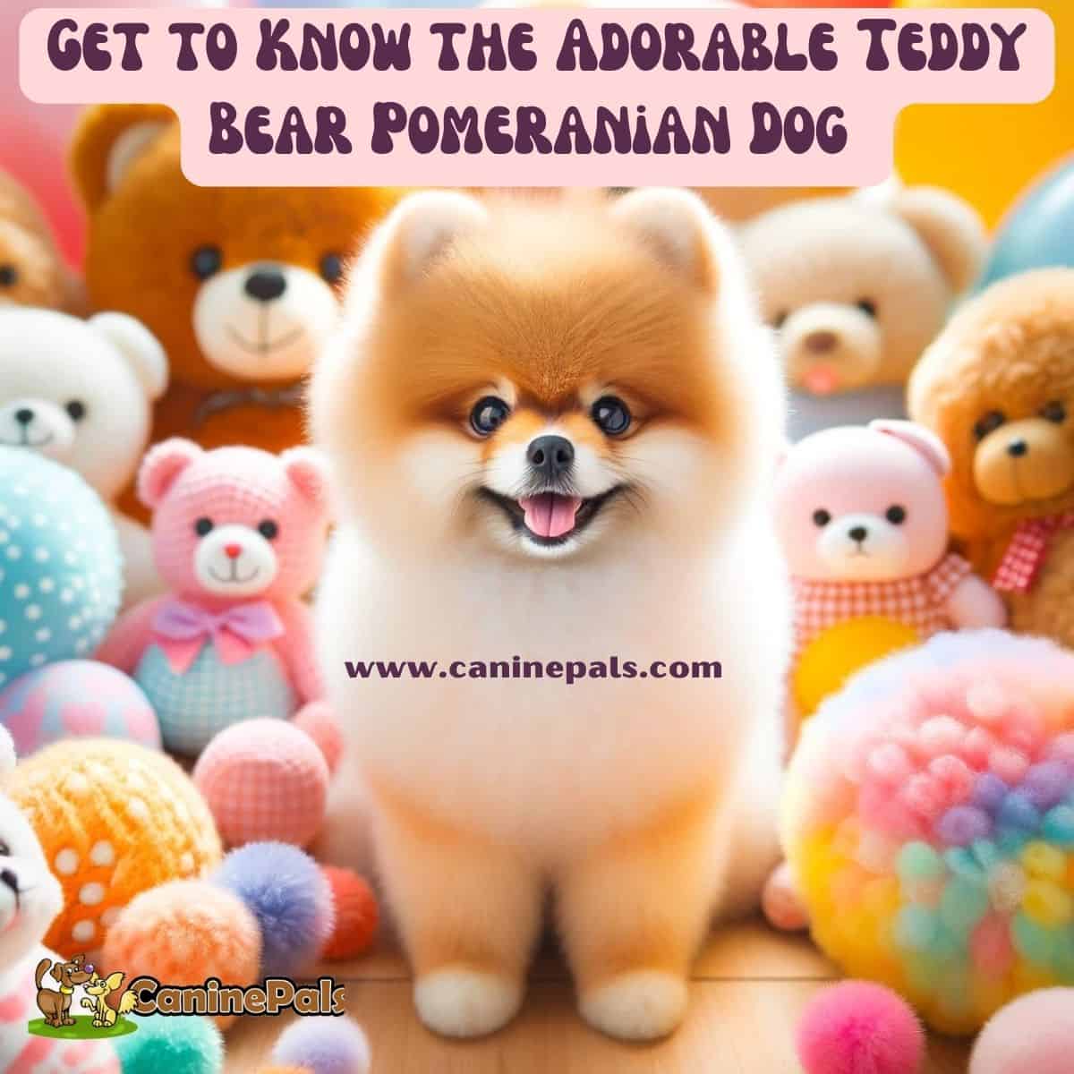 Teddy Bear Pomeranian Dog