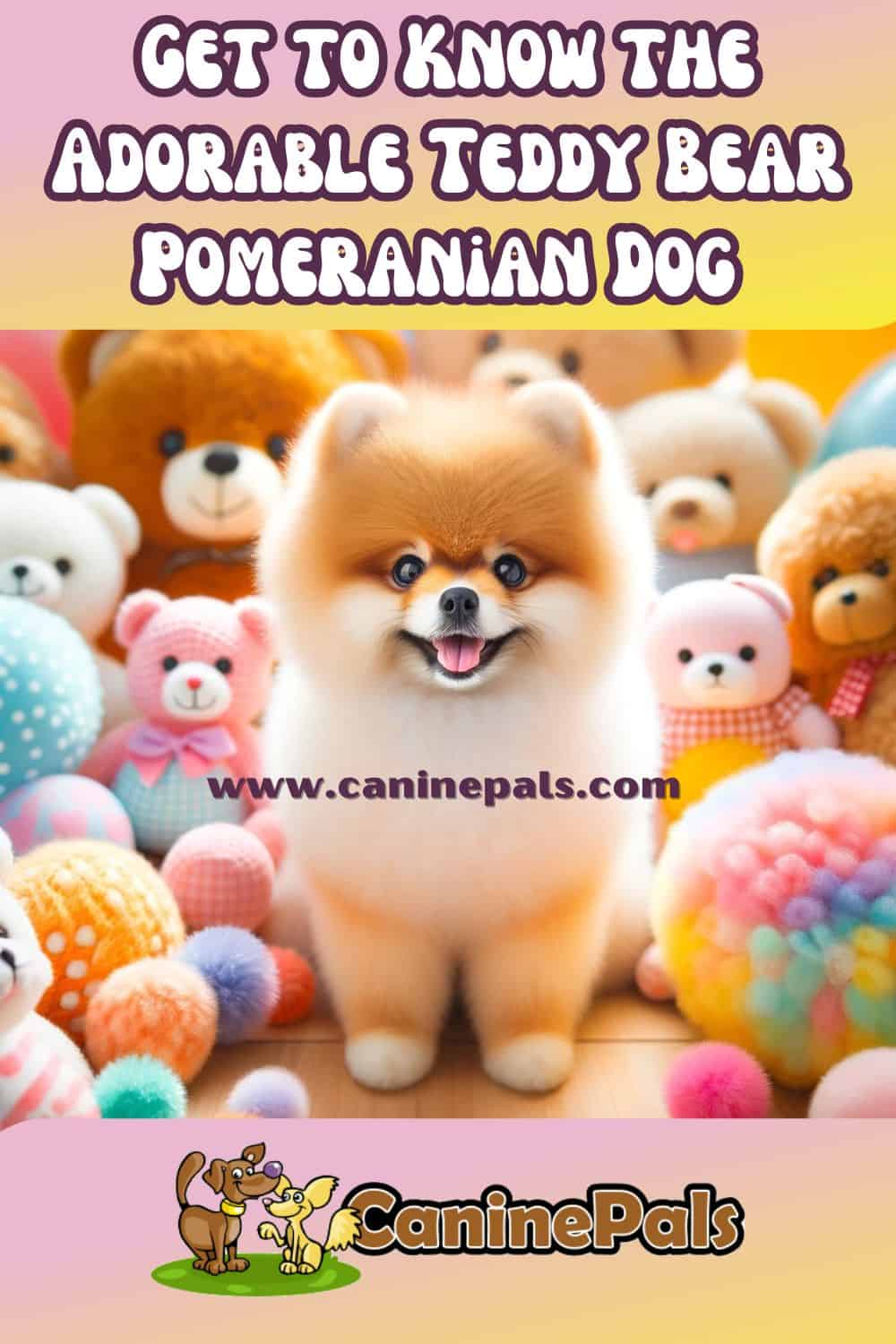 Teddy Bear Pomeranian Dog