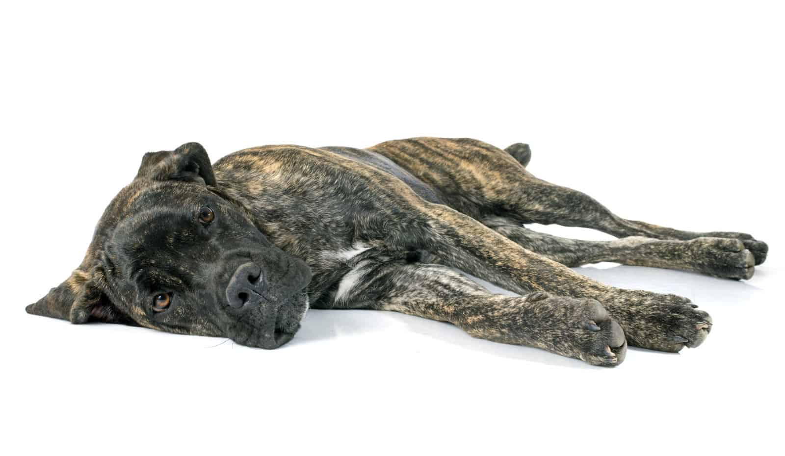 Brindle-Cane-Corso