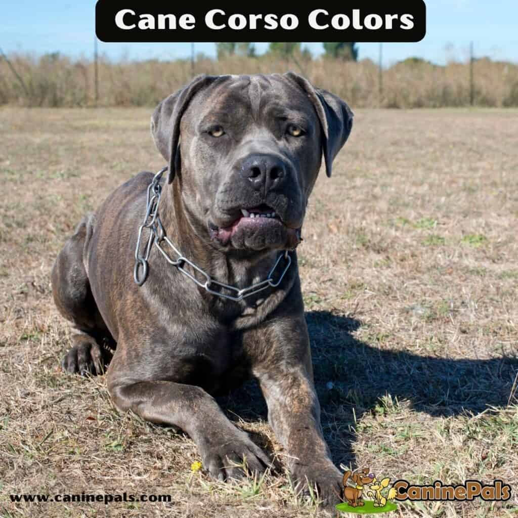 Full and Complete Details about Cane Corso Colors Canine Pals