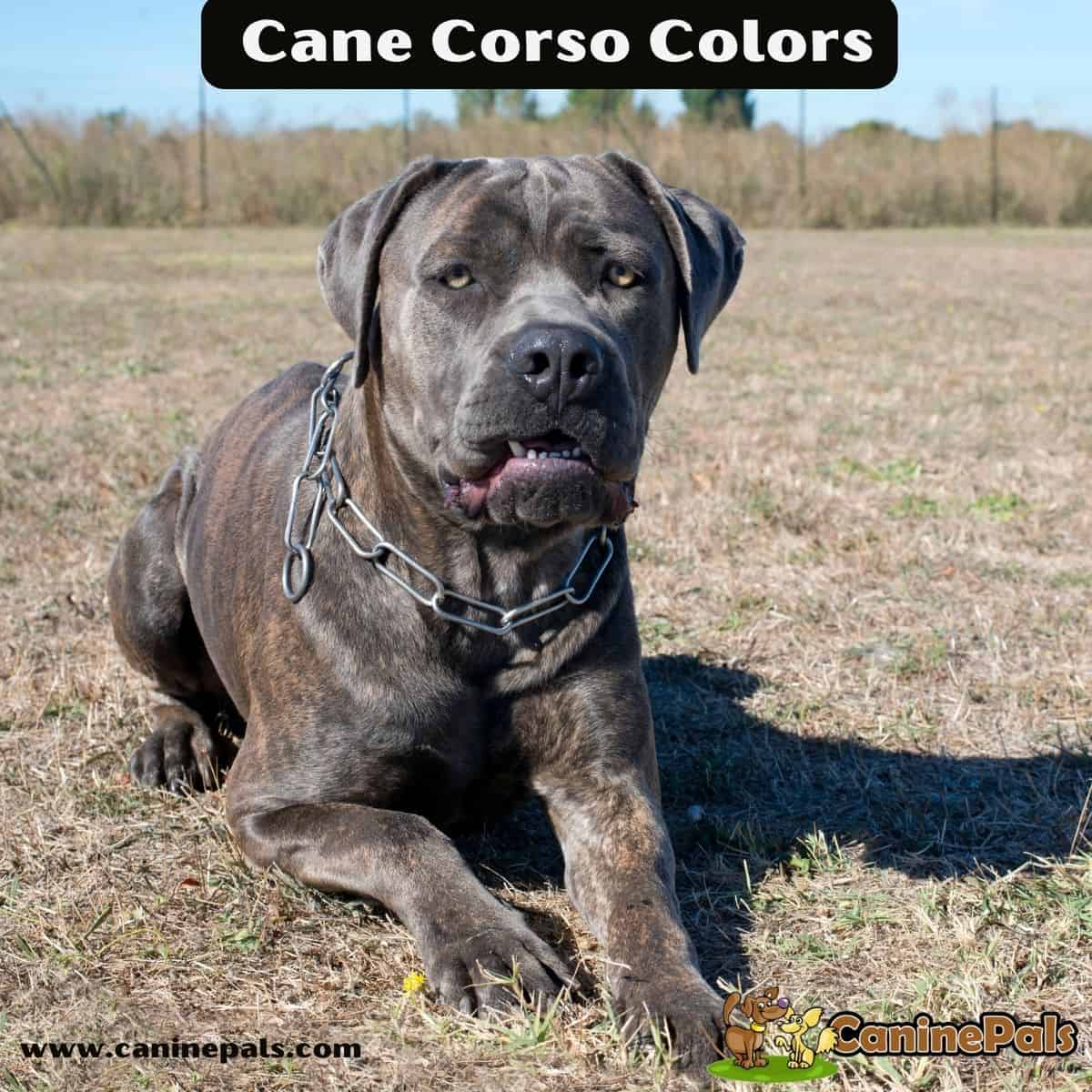 Full and Complete Details about Cane Corso Colors - Canine Pals