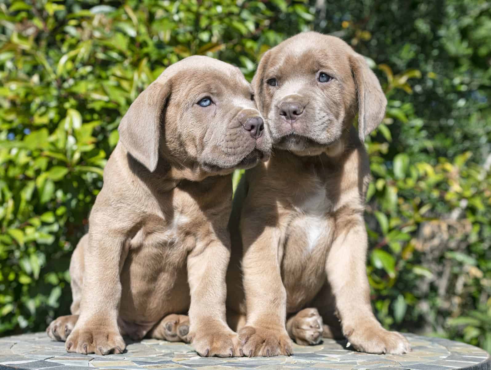 Cane Corso Colors From Black To Fulvo Or Fawn ( With Pictures )