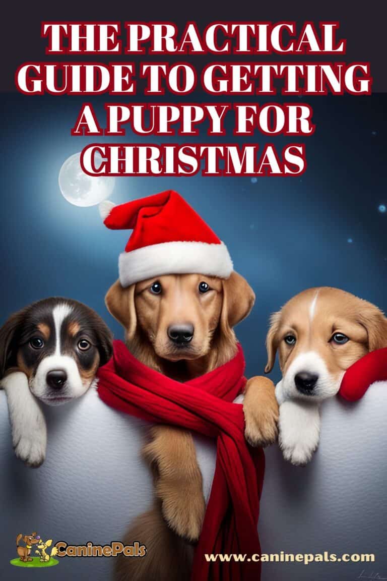 The Practical Guide to Getting a Puppy for Christmas Canine Pals
