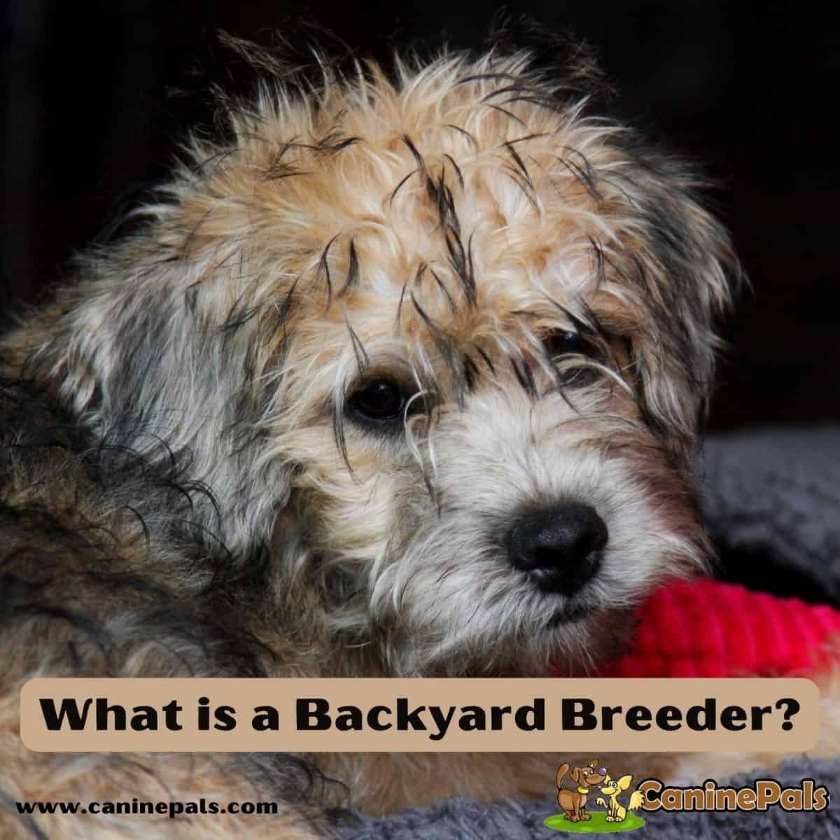 What is a Backyard Breeder? Find Out the Facts Canine Pals