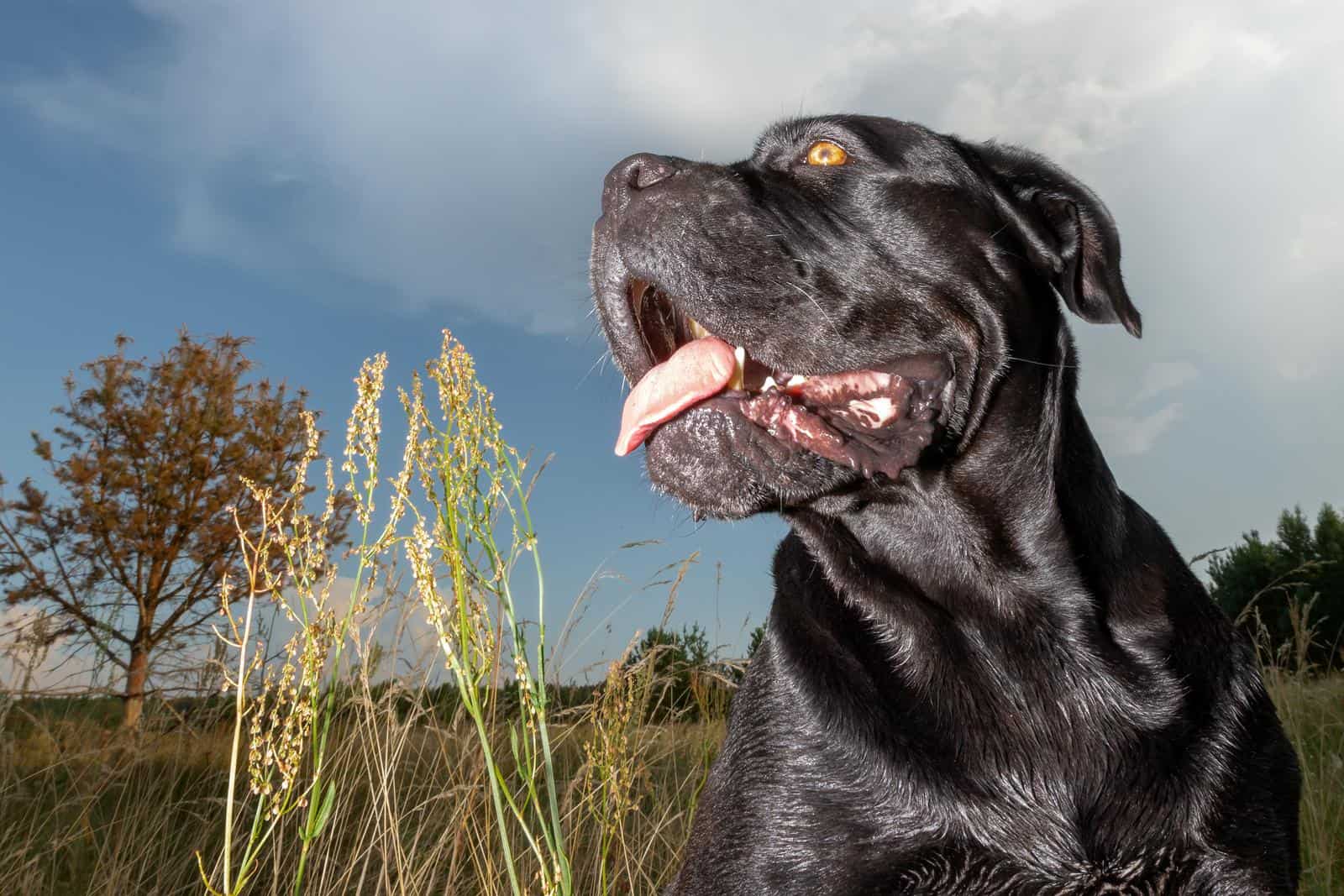 Black Cane Corso