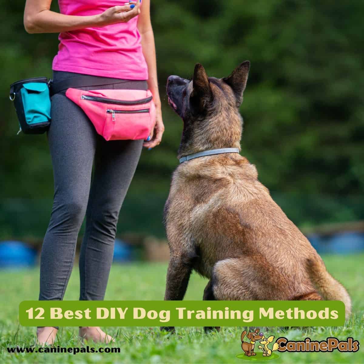 12 Best DIY Dog Training Methods
