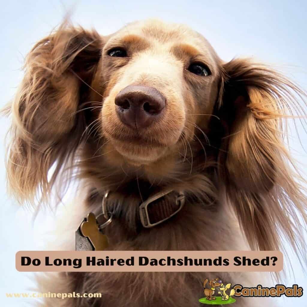Debunking the Myth Do Long Haired Dachshunds Shed? Canine Pals