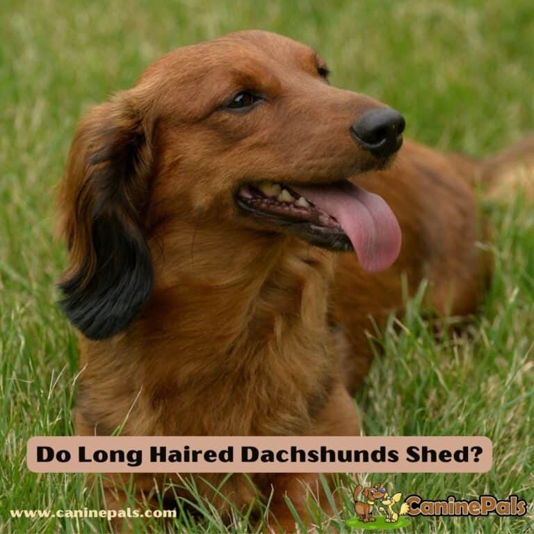 Debunking the Myth Do Long Haired Dachshunds Shed? Canine Pals