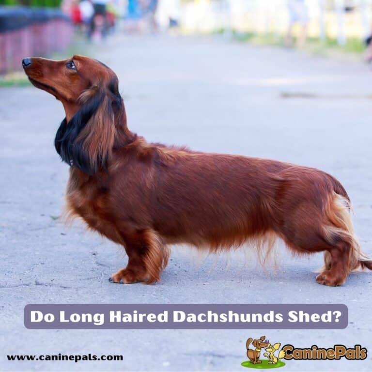 Debunking the Myth Do Long Haired Dachshunds Shed? Canine Pals
