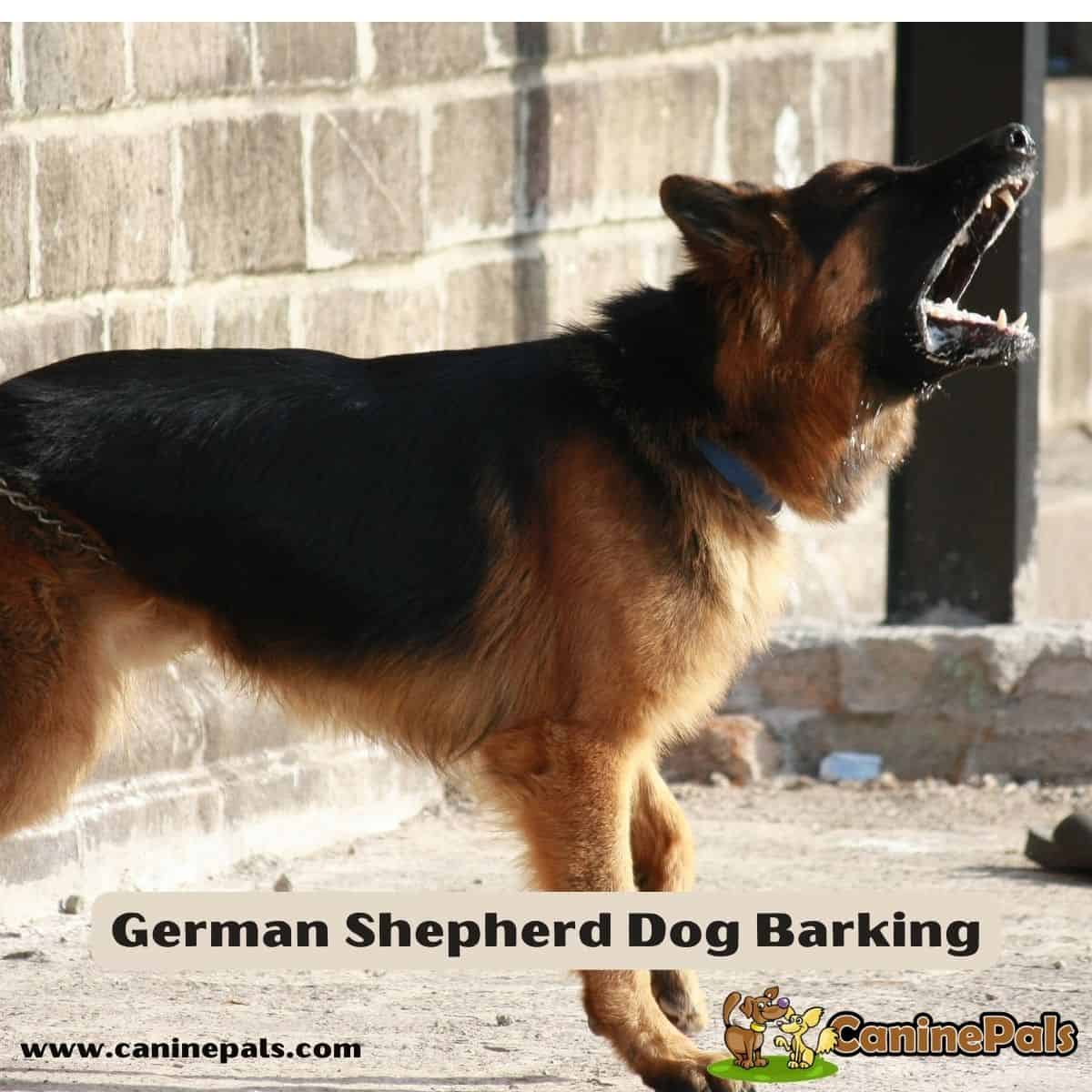 German Shepherd Dog Barking