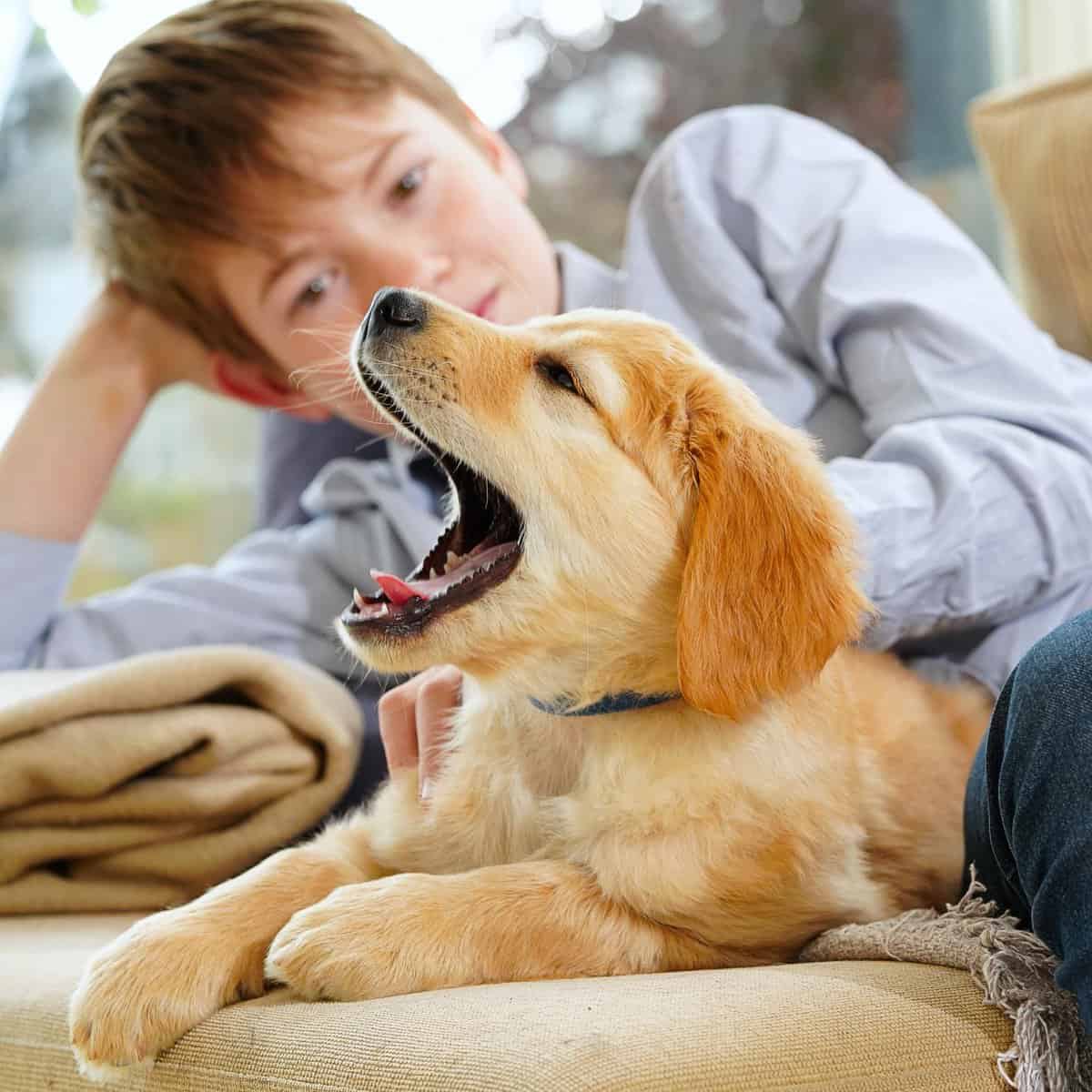 Golden Retriever puppy