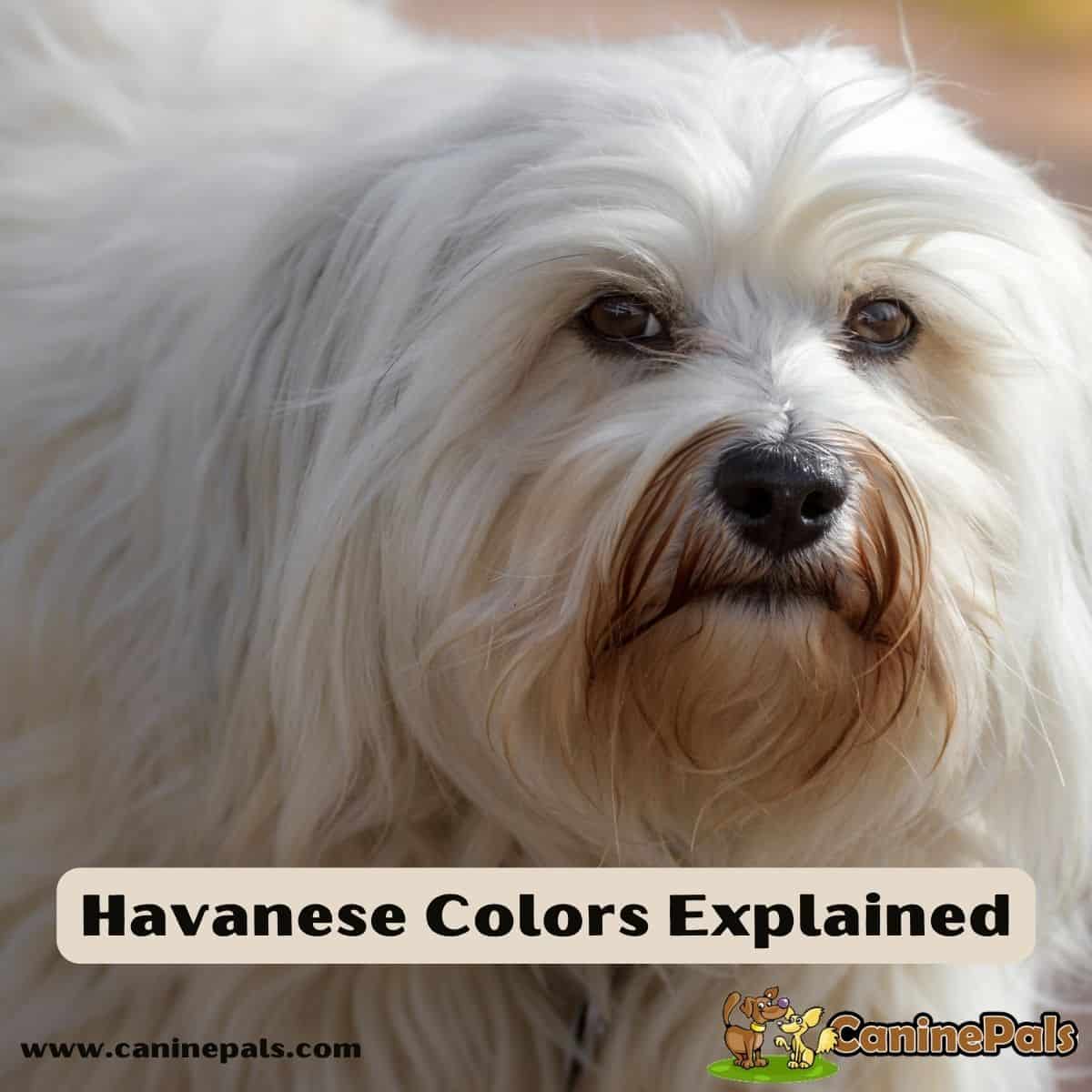 Havanese Colors Explained