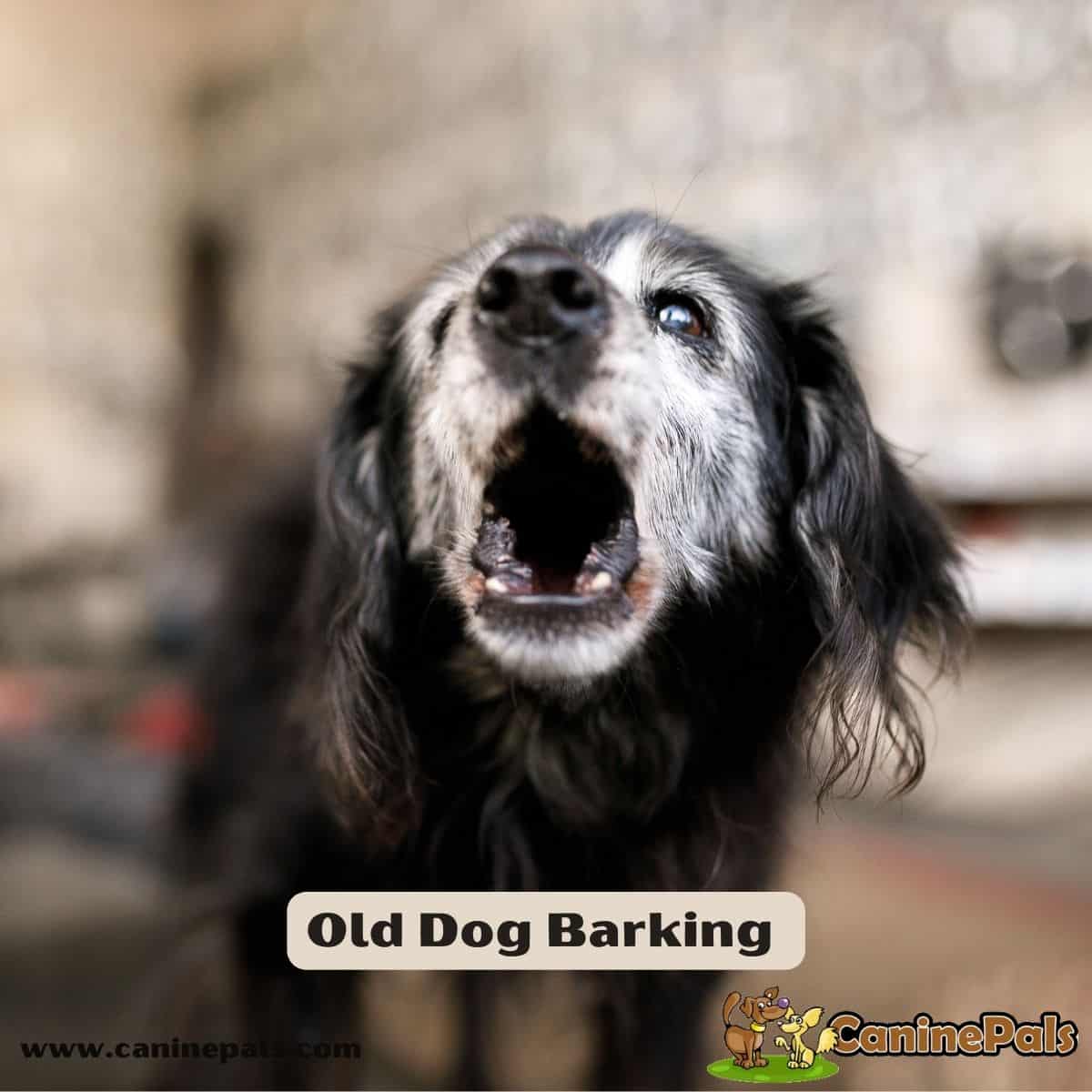 Old Dog Barking