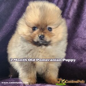 2 month old Pomeranian puppy