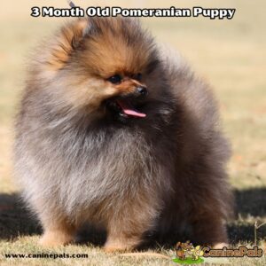 3 Month Old Pomeranian Puppy