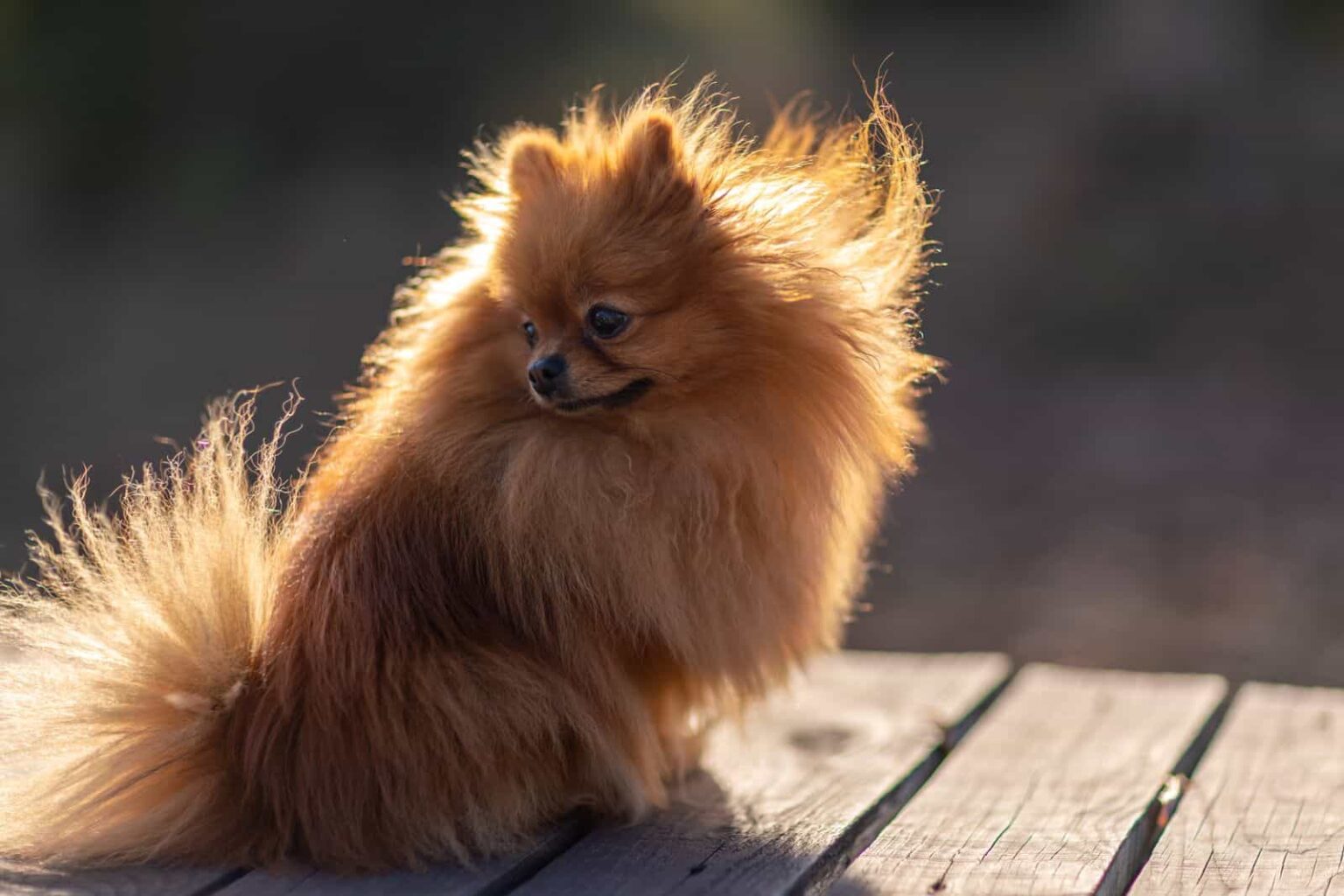 Are Pomeranians Hypoallergenic Dogs or Not? Canine Pals