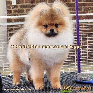 6 Month Old Pomeranian Puppy