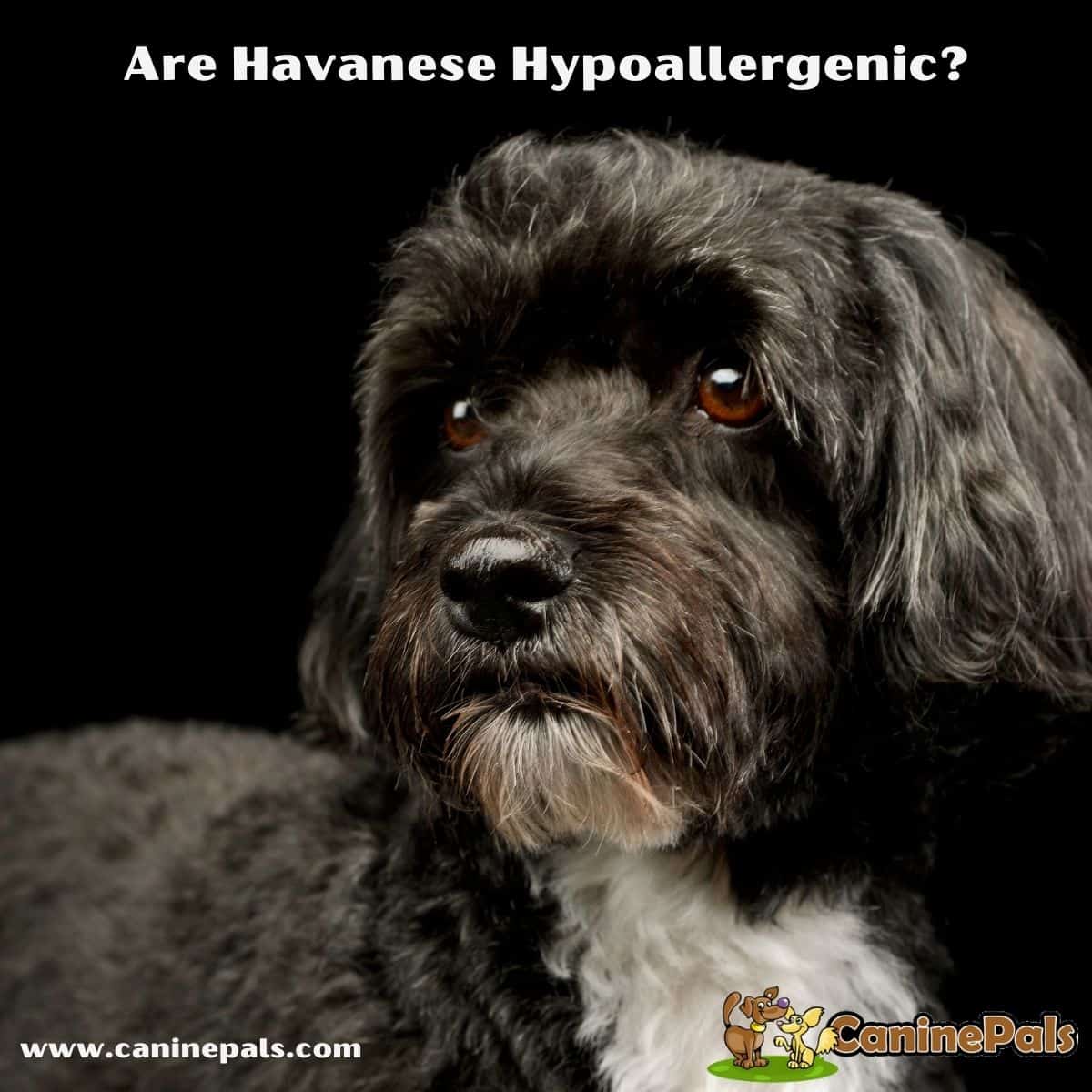 Are Havanese Hypoallergenic?