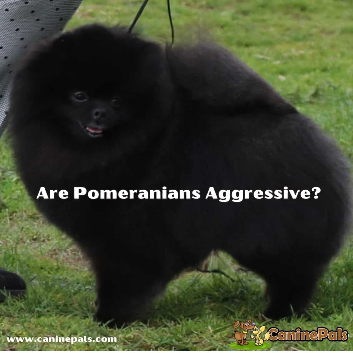 Are Pomeranians Aggressive?
