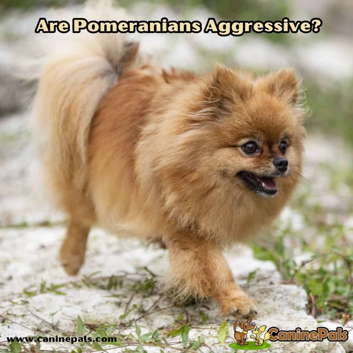 Are Pomeranians Aggressive?