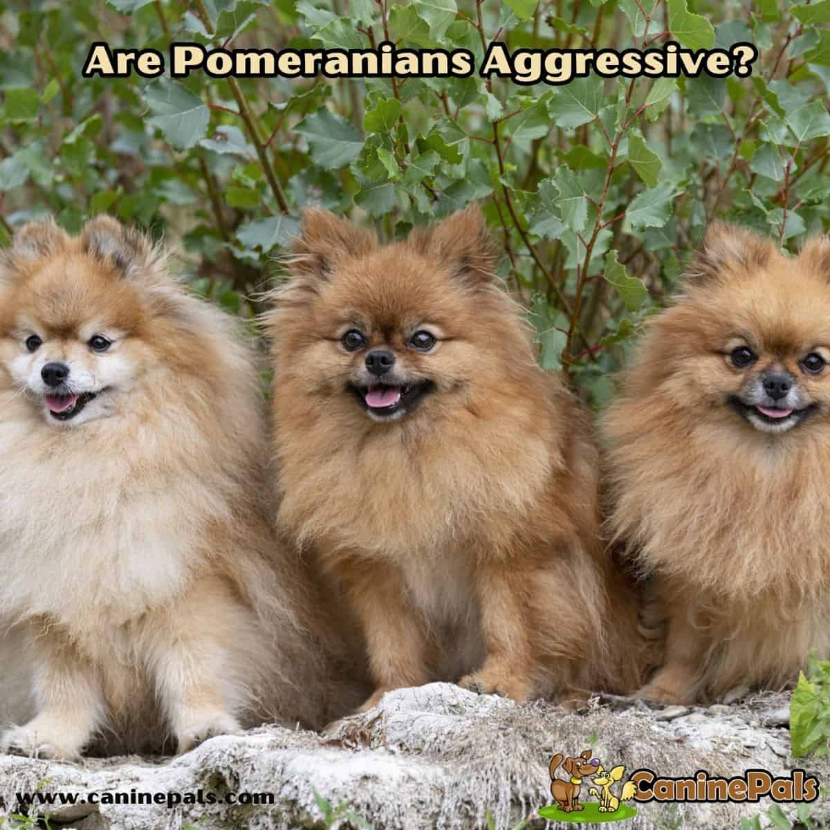 Are Pomeranians Aggressive