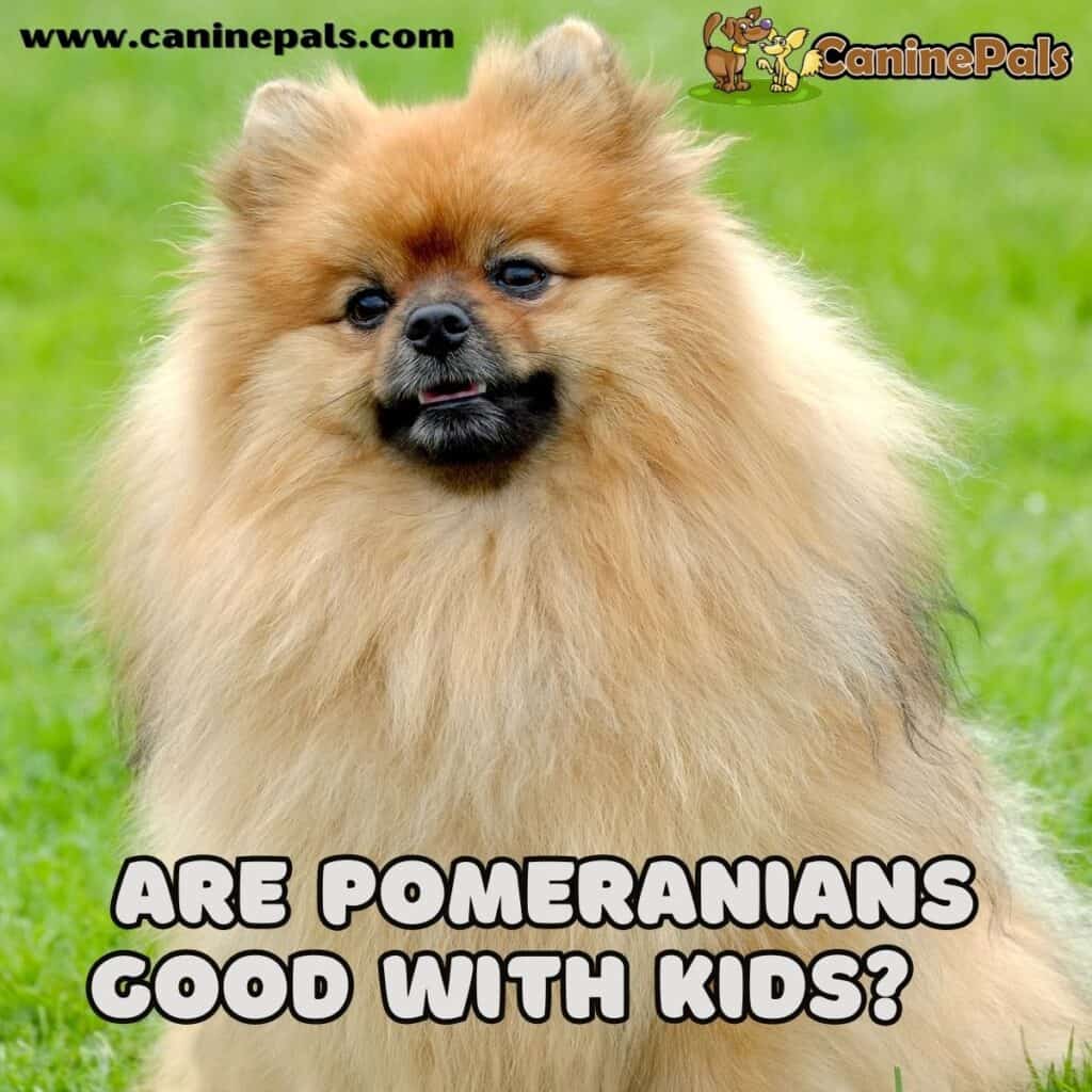 Are Pomeranians Good with Kids? A Comprehensive Guide Canine Pals