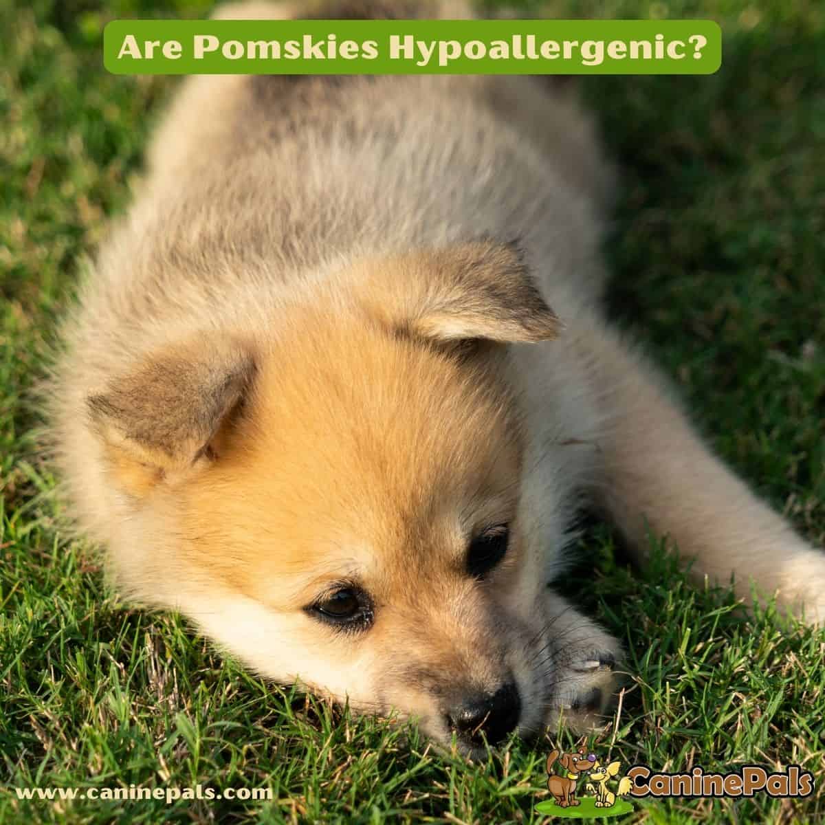 Are Pomskies Hypoallergenic?