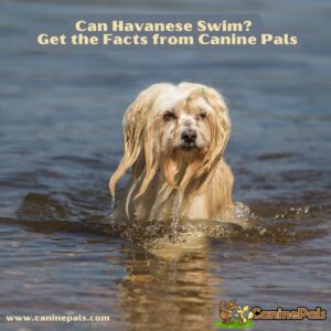 Can Havanese Swim? | Get the Facts from Canine Pals