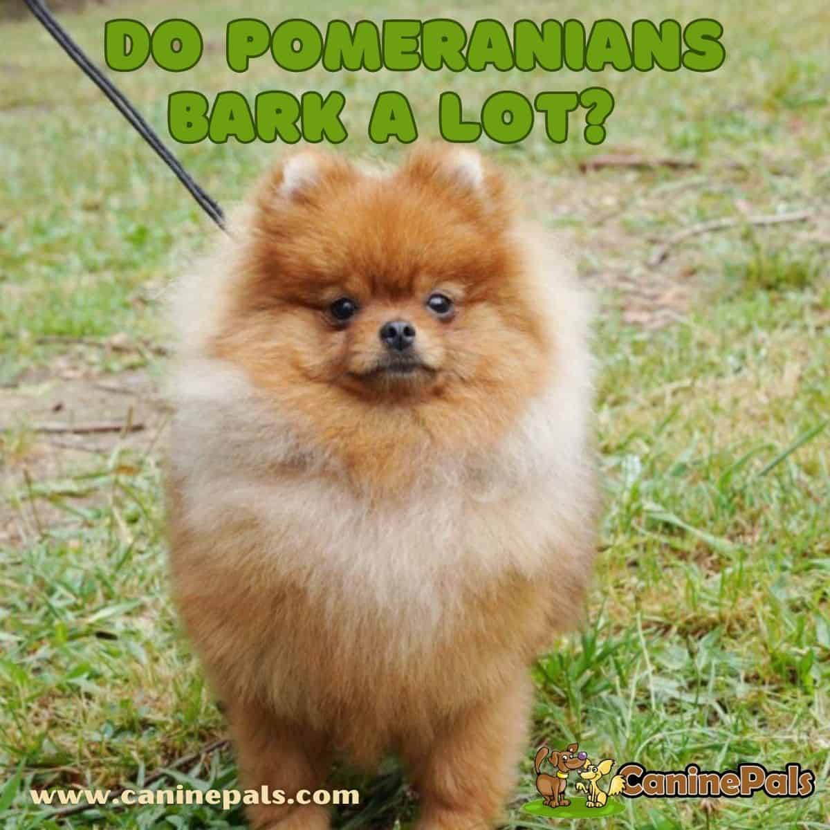 Do Pomeranians Bark a Lot?