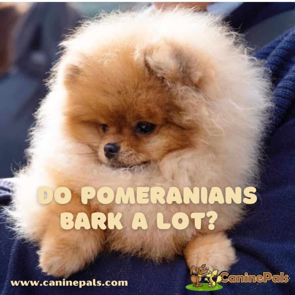 Digging Deeper Do Pomeranians Bark a Lot? Canine Pals