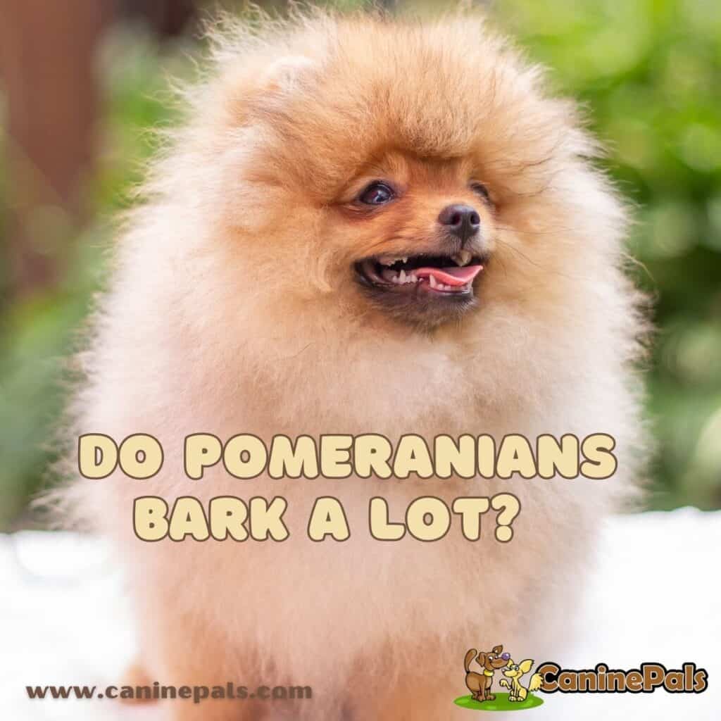 Digging Deeper Do Pomeranians Bark a Lot? Canine Pals
