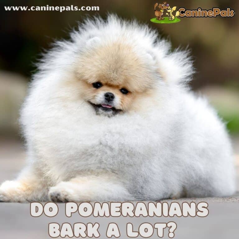 Digging Deeper Do Pomeranians Bark a Lot? Canine Pals