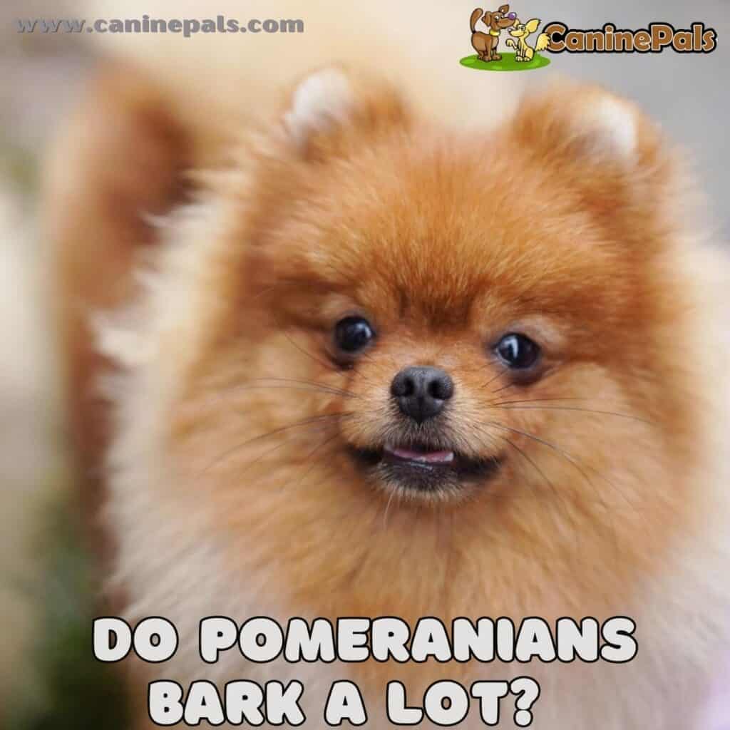 Digging Deeper Do Pomeranians Bark a Lot? Canine Pals