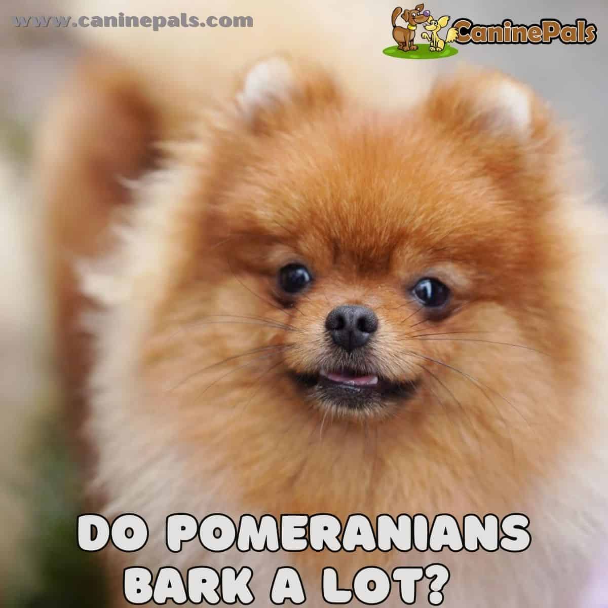 Do Pomeranians Bark a Lot?